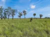 " Four Bar", Dalby, Qld 4405-Image