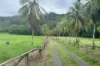 Gillies Range Road, Little Mulgrave, Qld 4865-Image