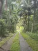 Gillies Range Road, Little Mulgrave, Qld 4865-Image