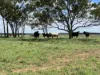 " Glenalba ", Mitchell, Qld 4465-Image