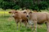 , Goomeribong QLD 4601-Image