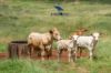 , Goomeribong QLD 4601-Image