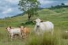 , Goomeribong QLD 4601-Image