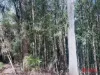 Harveys Road, North Motton, Tas 7315-Image