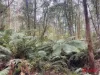 Harveys Road, North Motton, Tas 7315-Image