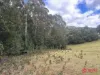 Harveys Road, North Motton, Tas 7315-Image