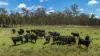 'Hutton' 570 Hazeldene Road, Thanes Creek QLD 4370-Image