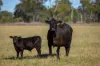 , INVERELL NSW 2360-Image