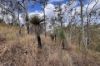 "Jalna" 266 Childs Road, Boyne Valley QLD 4680-Image