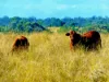 "KENDAH "795 Romers Road, Wowan, Qld 4702-Image