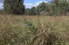 "KENDAH "795 Romers Road, Wowan, Qld 4702-Image