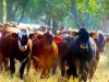 "KENDAH "795 Romers Road, Wowan, Qld 4702-Image