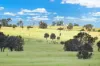 " Kooringa ", Roma, Qld 4455-Image