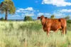 " Kooringa ", Roma, Qld 4455-Image
