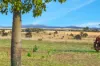 " Kooringa ", Roma, Qld 4455-Image