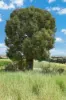 " Kooringa ", Roma, Qld 4455-Image
