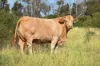 " Kooringa ", Roma, Qld 4455-Image