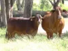 'Langley' 344 Clarke Creek Road, Dulacca, Qld 4425-Image