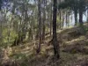 Lot 1 Kim Road (Dingup), Manjimup, WA 6258-Image