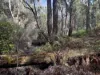 Lot 1 Kim Road (Dingup), Manjimup, WA 6258-Image