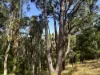 Lot 1 Kim Road (Dingup), Manjimup, WA 6258-Image