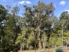 Lot 1 Kim Road (Dingup), Manjimup, WA 6258-Image