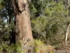 Lot 1 Kim Road (Dingup), Manjimup, WA 6258-Image