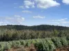 Lot 1 Kim Road (Dingup), Manjimup, WA 6258-Image