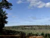 Lot 1 Kim Road (Dingup), Manjimup, WA 6258-Image