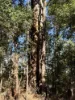 Lot 1 Kim Road (Dingup), Manjimup, WA 6258-Image
