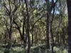 Lot 1 Kim Road (Dingup), Manjimup, WA 6258-Image