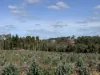 Lot 1 Kim Road (Dingup), Manjimup, WA 6258-Image