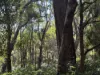 Lot 1 Kim Road (Dingup), Manjimup, WA 6258-Image