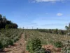 Lot 1 Kim Road (Dingup), Manjimup, WA 6258-Image