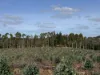 Lot 1 Kim Road (Dingup), Manjimup, WA 6258-Image