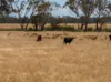 Lot 1 Seaspray Road, Seaspray, Vic 3851-Image
