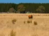 Lot 1 Seaspray Road, Seaspray, Vic 3851-Image