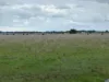Lot 1/Sec 417 & 429 Furner Road, Millicent, SA 5280-Image