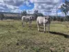 Lot 1 Weir Road, Proston QLD 4613-Image