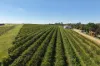 Lot 10 Chardonnay Lane, Cowra, NSW 2794-Image