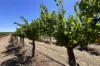 Lot 10 Chardonnay Lane, Cowra, NSW 2794-Image