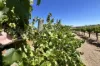 Lot 10 Chardonnay Lane, Cowra, NSW 2794-Image