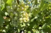 Lot 10 Chardonnay Lane, Cowra, NSW 2794-Image