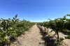 Lot 10 Chardonnay Lane, Cowra, NSW 2794-Image