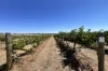 Lot 10 Chardonnay Lane, Cowra, NSW 2794-Image