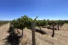 Lot 10 Chardonnay Lane, Cowra, NSW 2794-Image