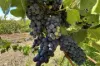 Lot 10 Chardonnay Lane, Cowra, NSW 2794-Image