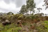 Lot 102 Pemberton-Northcliffe Road, Pemberton, WA 6260-Image