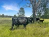 Lot 119, Ellangowan NSW 2470-Image
