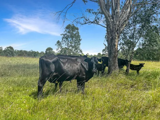 Lot 119, Ellangowan NSW 2470-Image